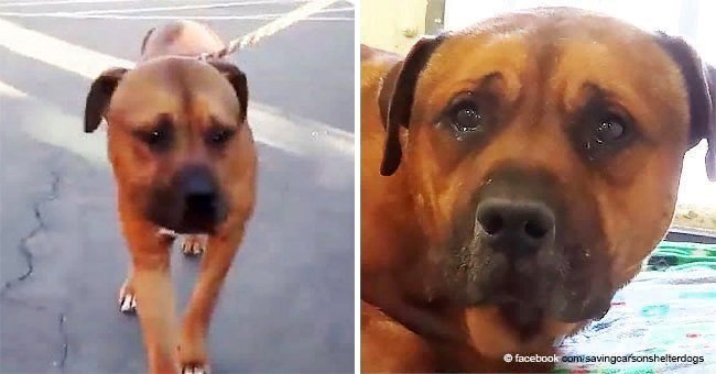 Dog couldn't stop crying after his family abandoned him at a shelter