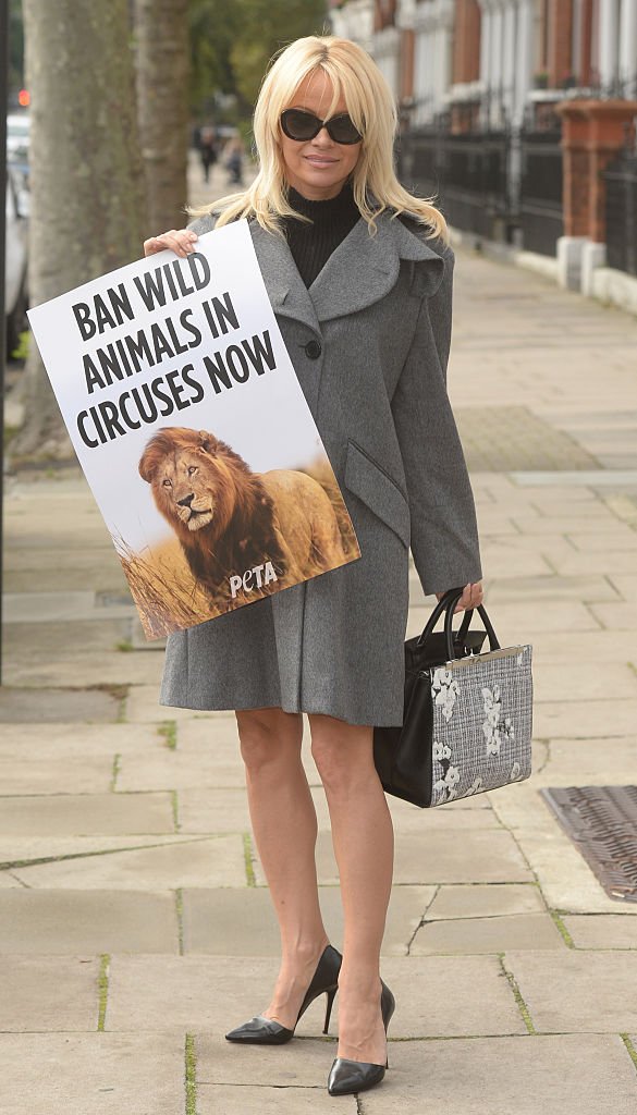  Pamela Anderson holds up a poster as she urges Theresa May to ban wild animal circuses in the UK on October 11, 2016 in London, England. | Source: Getty Images