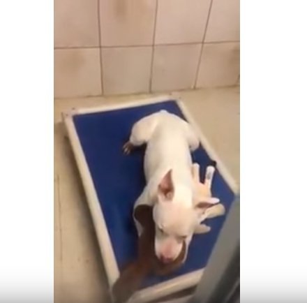 Quelle: YouTube/Animal Lovers News