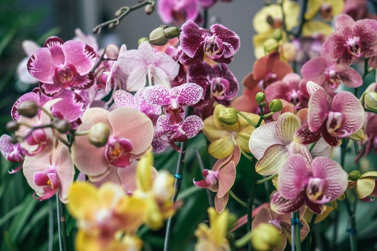 A photo of an orchid flower. | Photo: Unsplash