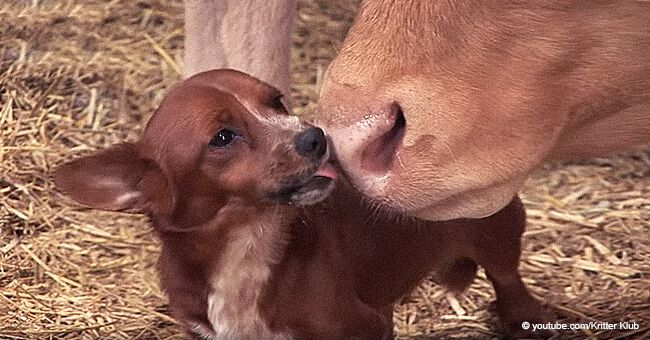 Ce petit chiot a pleuré comme un humain quand il s'est séparé de la vache qui a pris soin de lui