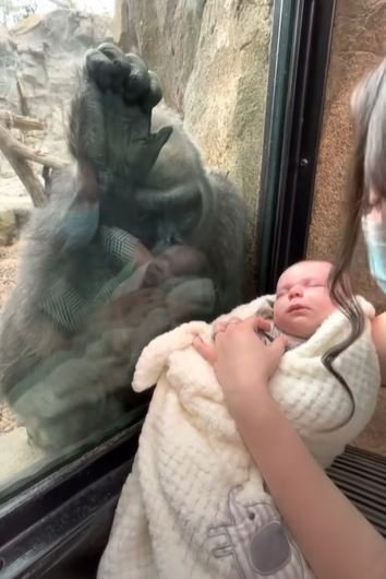 La gorila Kiki junto al bebé. | Foto: Captura de Youtube/Michael Austin