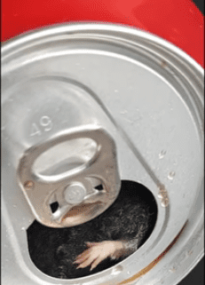 Une photo de la patte d'un rongeur qu'a decouvert Damien dans sa cannette de Coca-Cola. | Youtube/Le Parisien