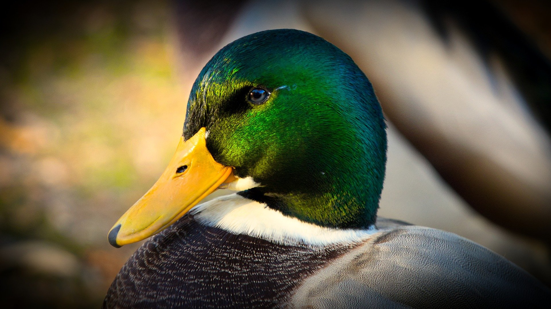 A close up of a duck. | Photo: Pixabay/9883074 