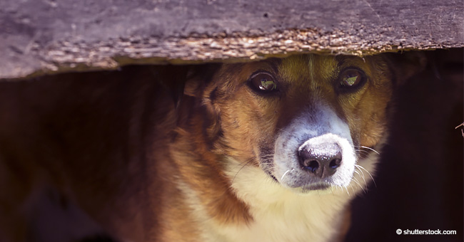 Fremder Hund kommt immer wieder ins Haus der Frau, um zu