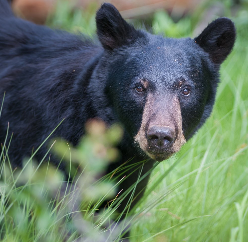 Ein Schwarzbärenporträt | Quelle: Shutterstock