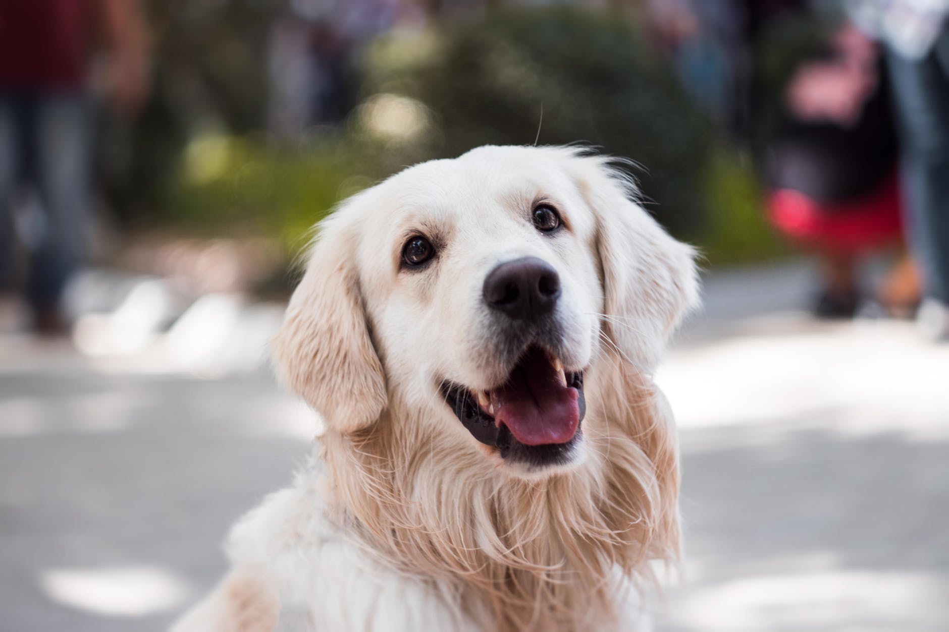 Retrato de perro. | Imagen: Pexels Retrato de perro. | Imagen: Pexels