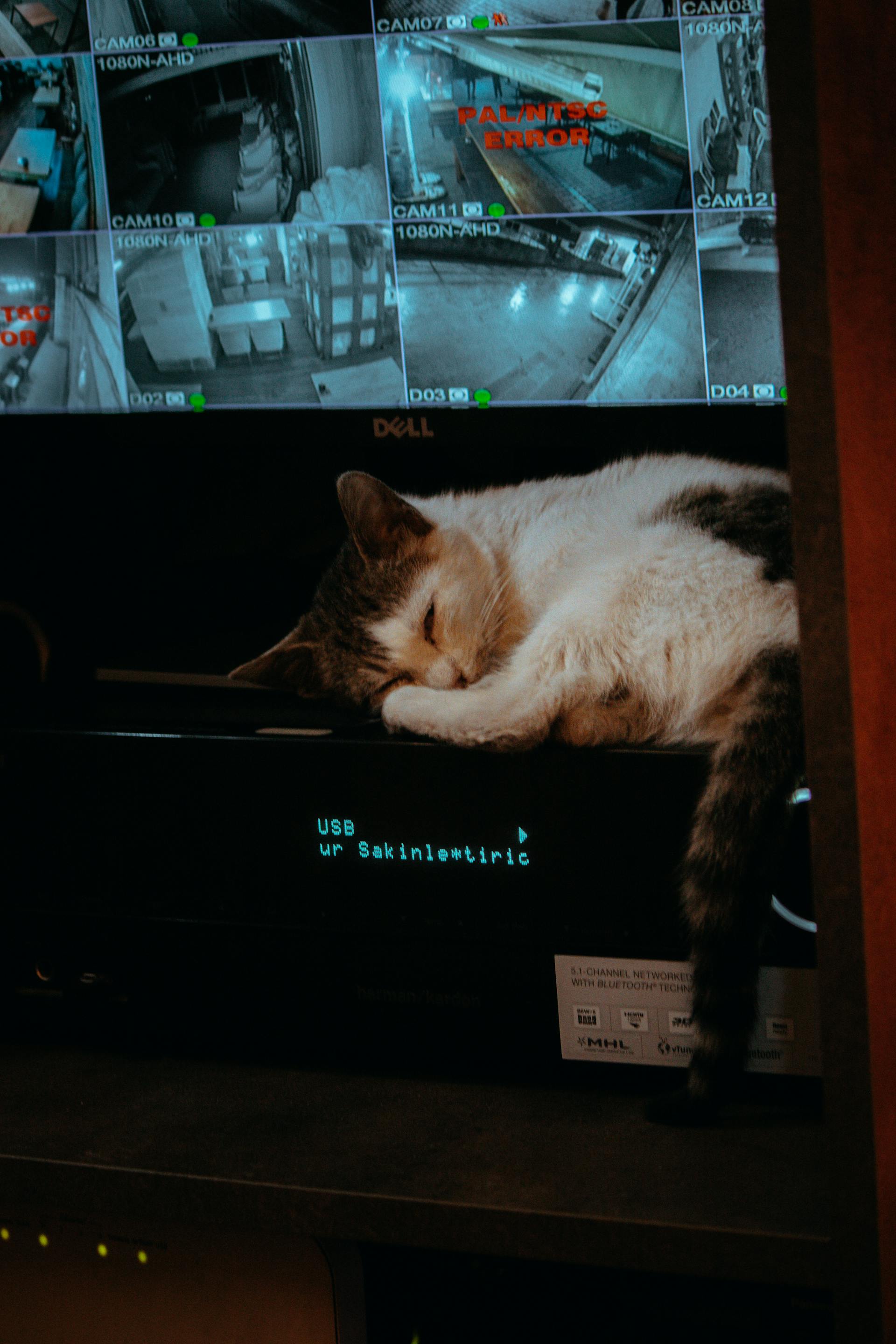 A cat sleeping under a screen with the footage from CCTV cameras | Source: Pexels
