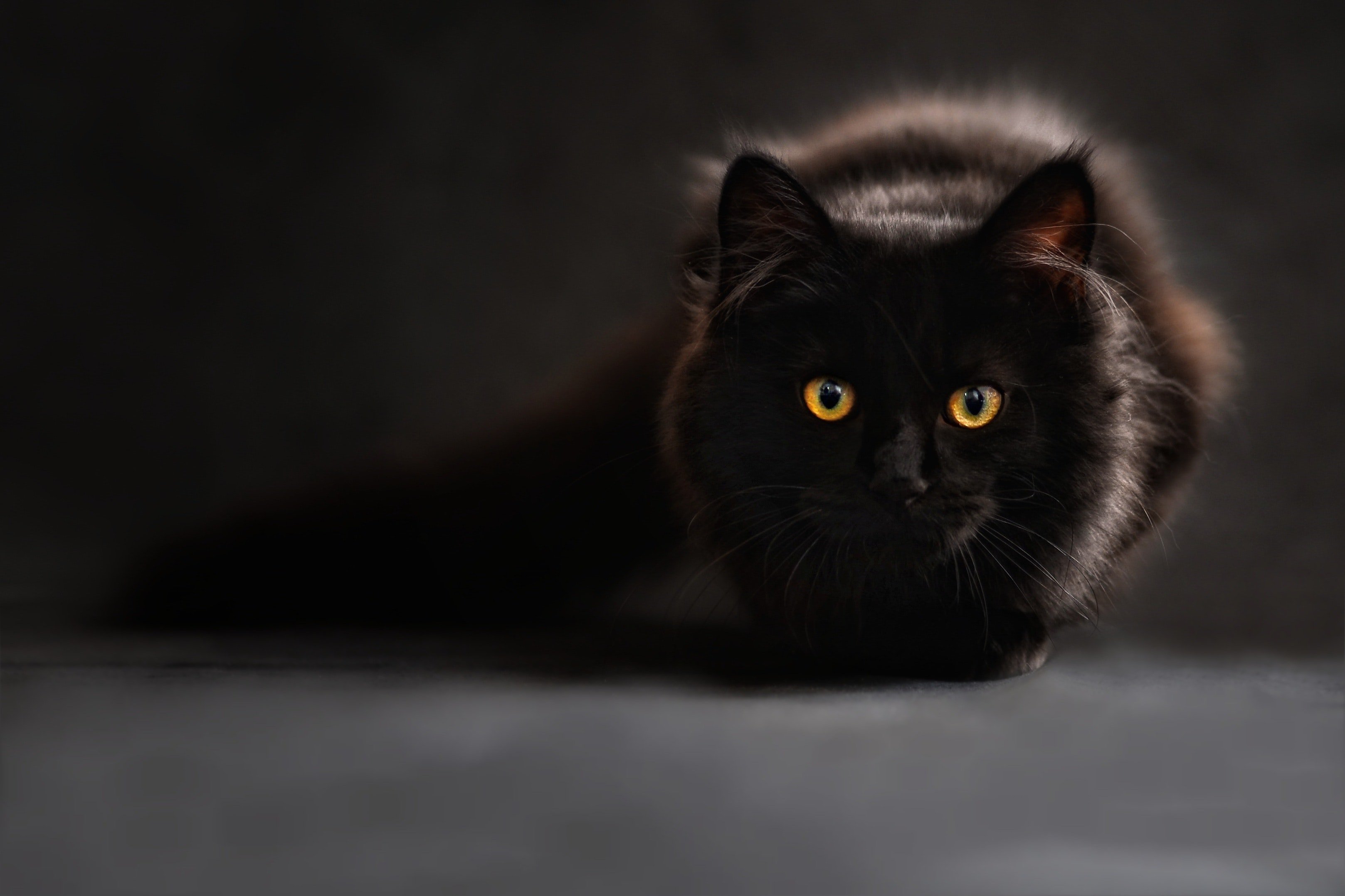 Hermosa gata negra. | Foto: Pexels
