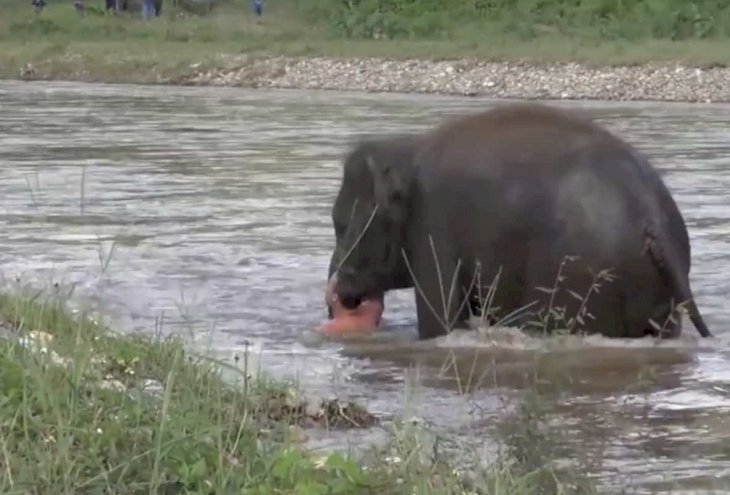 Source: YouTube/elephantworld