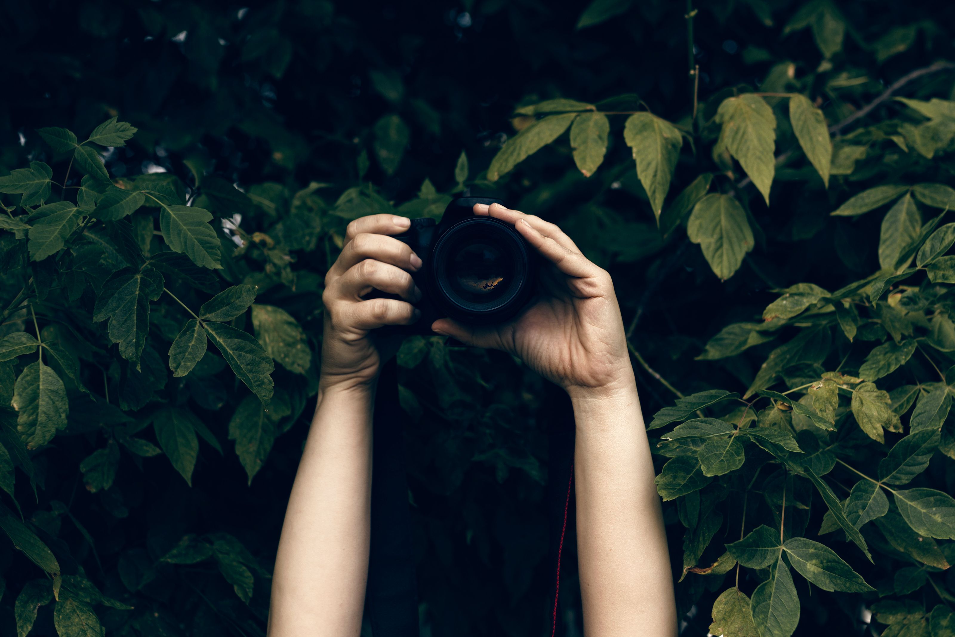 Zwei Hände halten eine Fotokamera vor Bäumen hoch. | Quelle: Shutterstock.