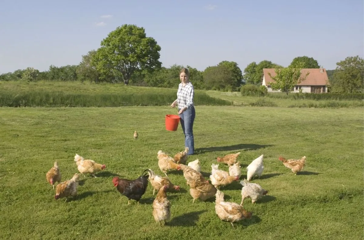 Une femme en train de nourir ses poules en plein air. | Photo : Getty Images