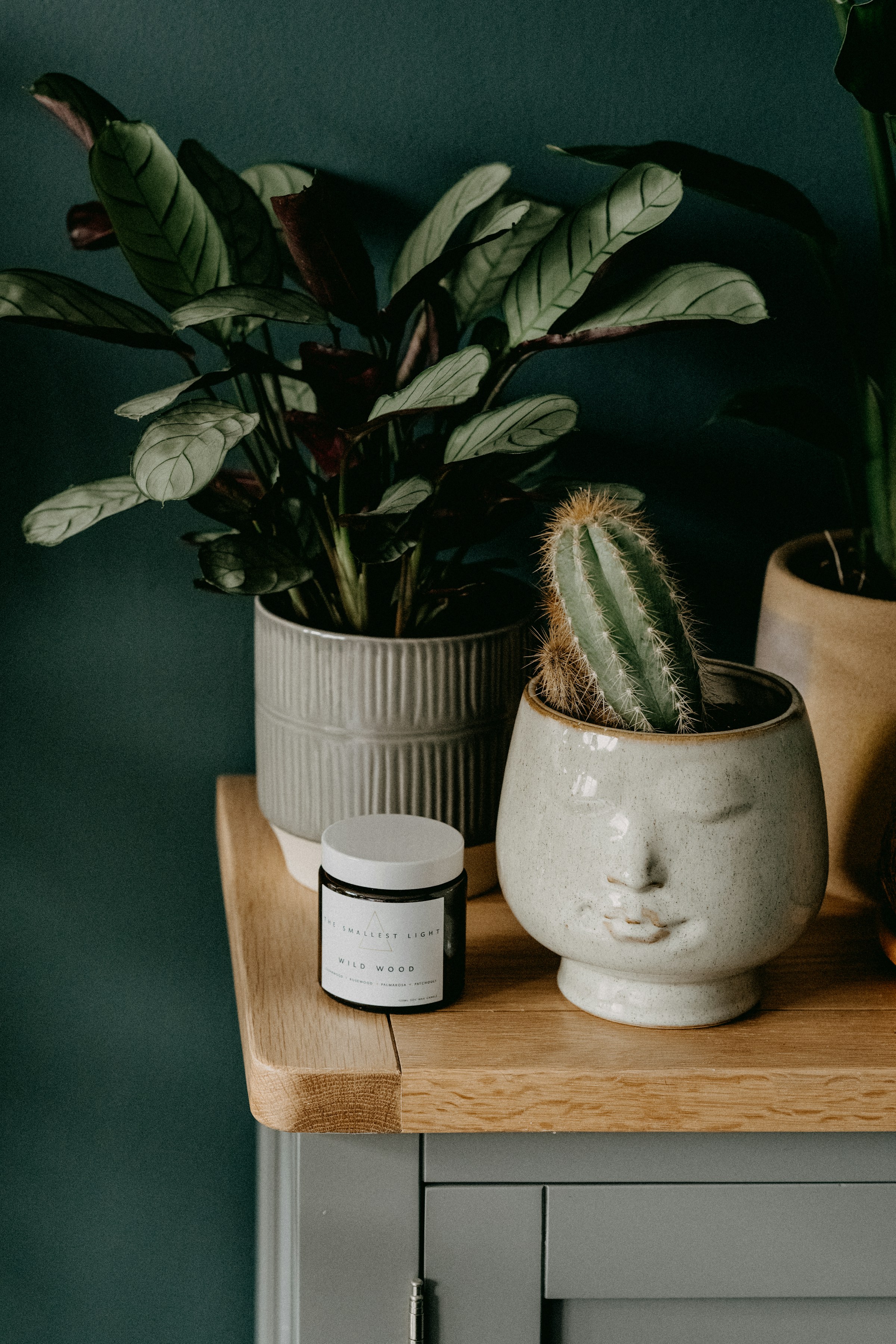 Plants on a table | Source: Unsplash