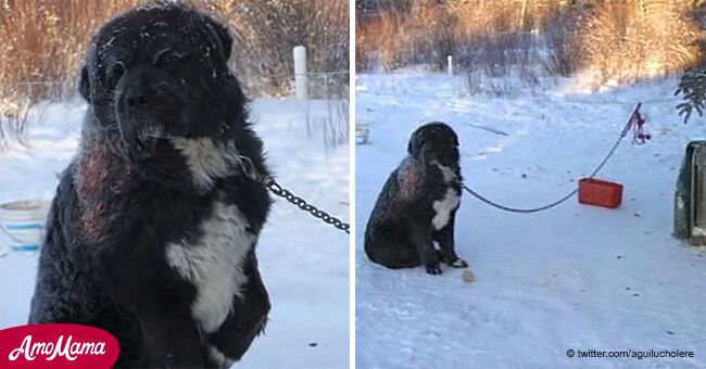 Un chien a vécu 4 ans enchaîné jour et nuit sans se soucier des dangers auxquels il pouvait faire face