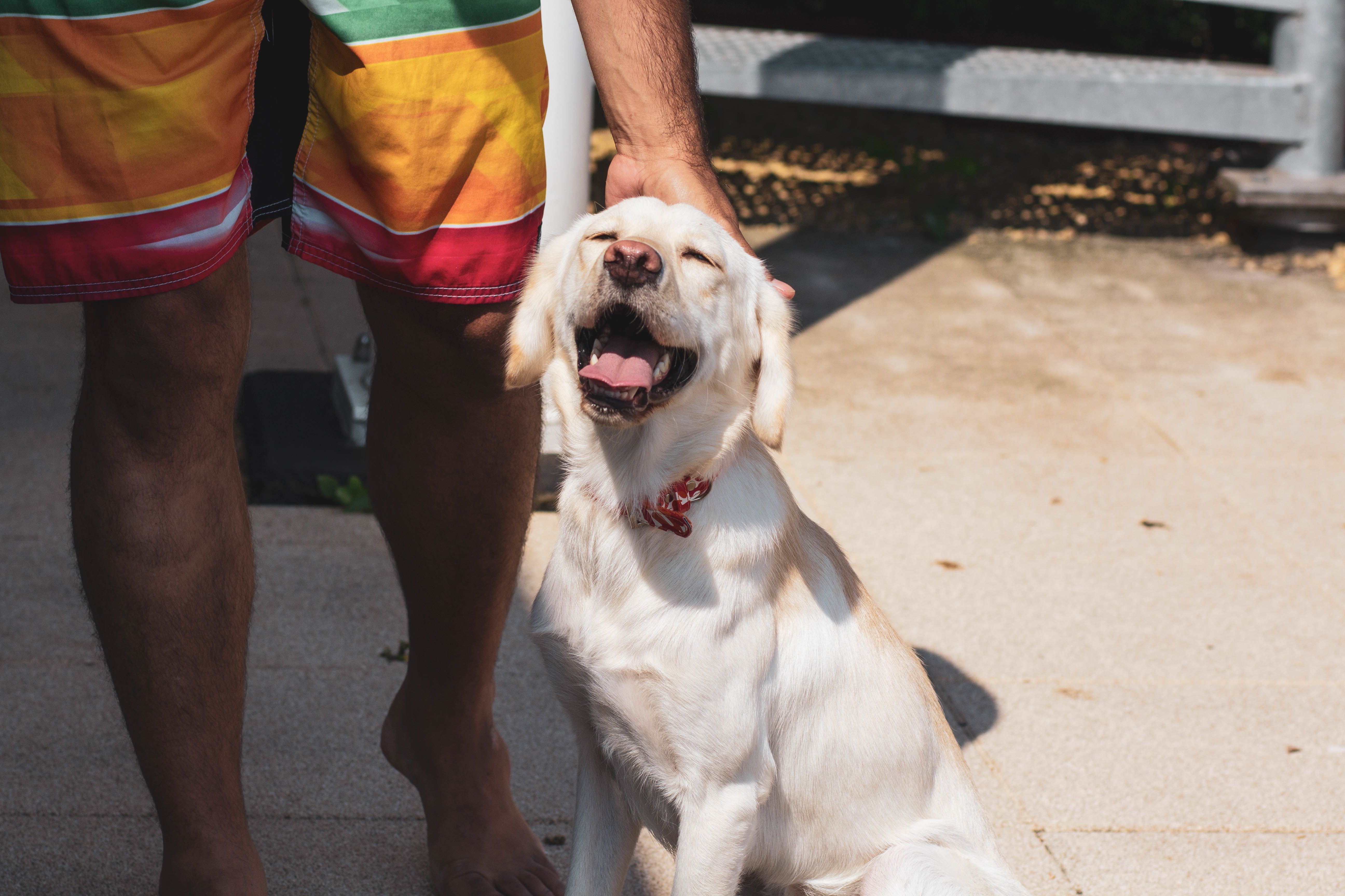 A man and his dog. | Source: Pexels