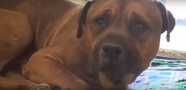Quelle: Facebook/Saving Carson Shelter Dogs
