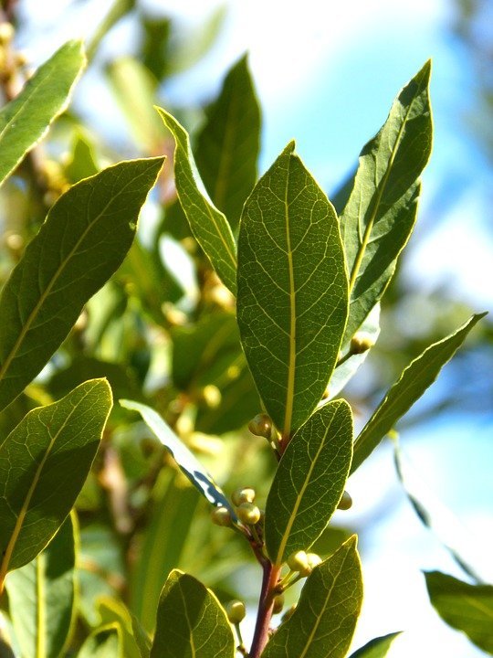Beneficios de las hojas de laurel que ayudan contra la diabetes, el