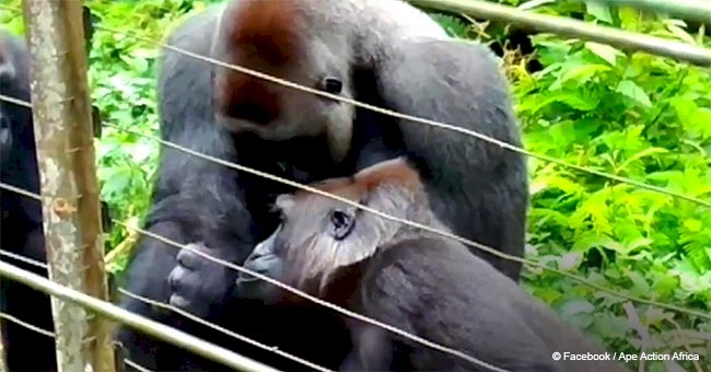 Huge gorilla meets a tiny bush baby in the forest and their bond quickly goes viral