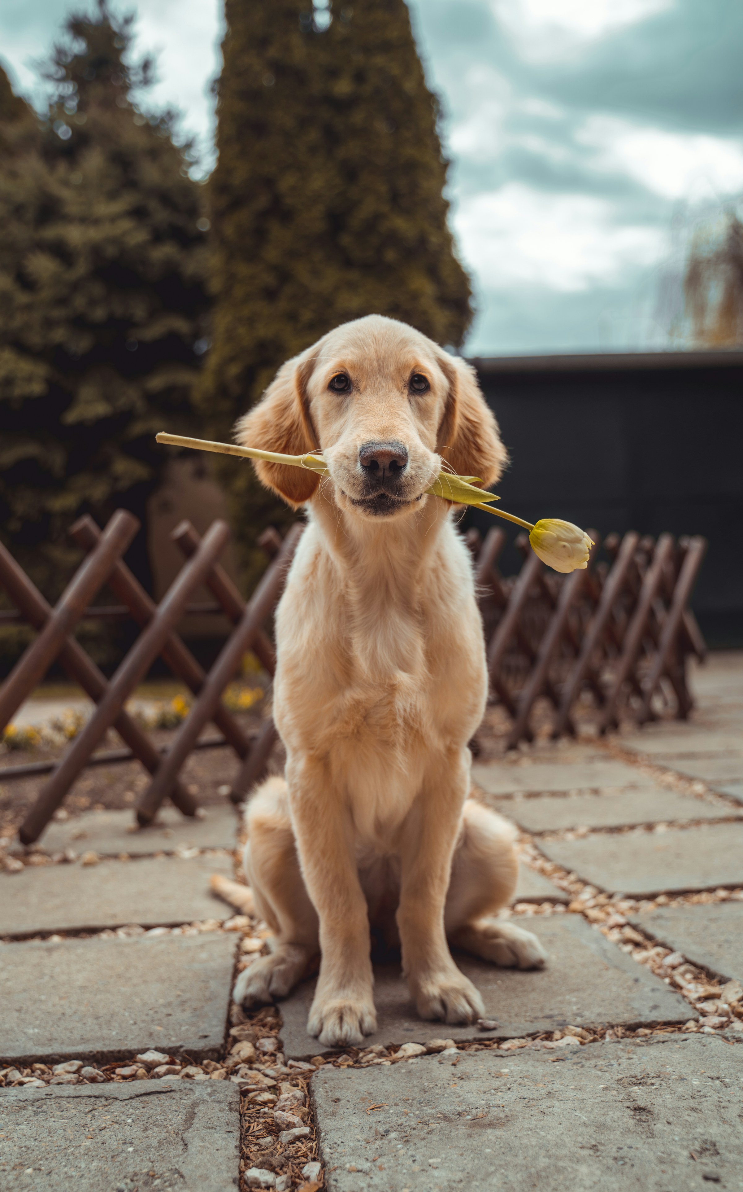 A dog holding a flower | Source: Unsplash
