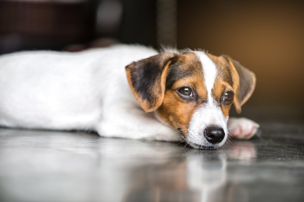 Perro acostado.| Fuente: Shutterstock