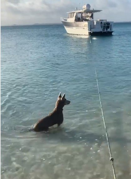 Hund Tilly steht tapfer im Meer, nachdem er den Hai gejagt hat I Quelle: instagram.com/b2badventures