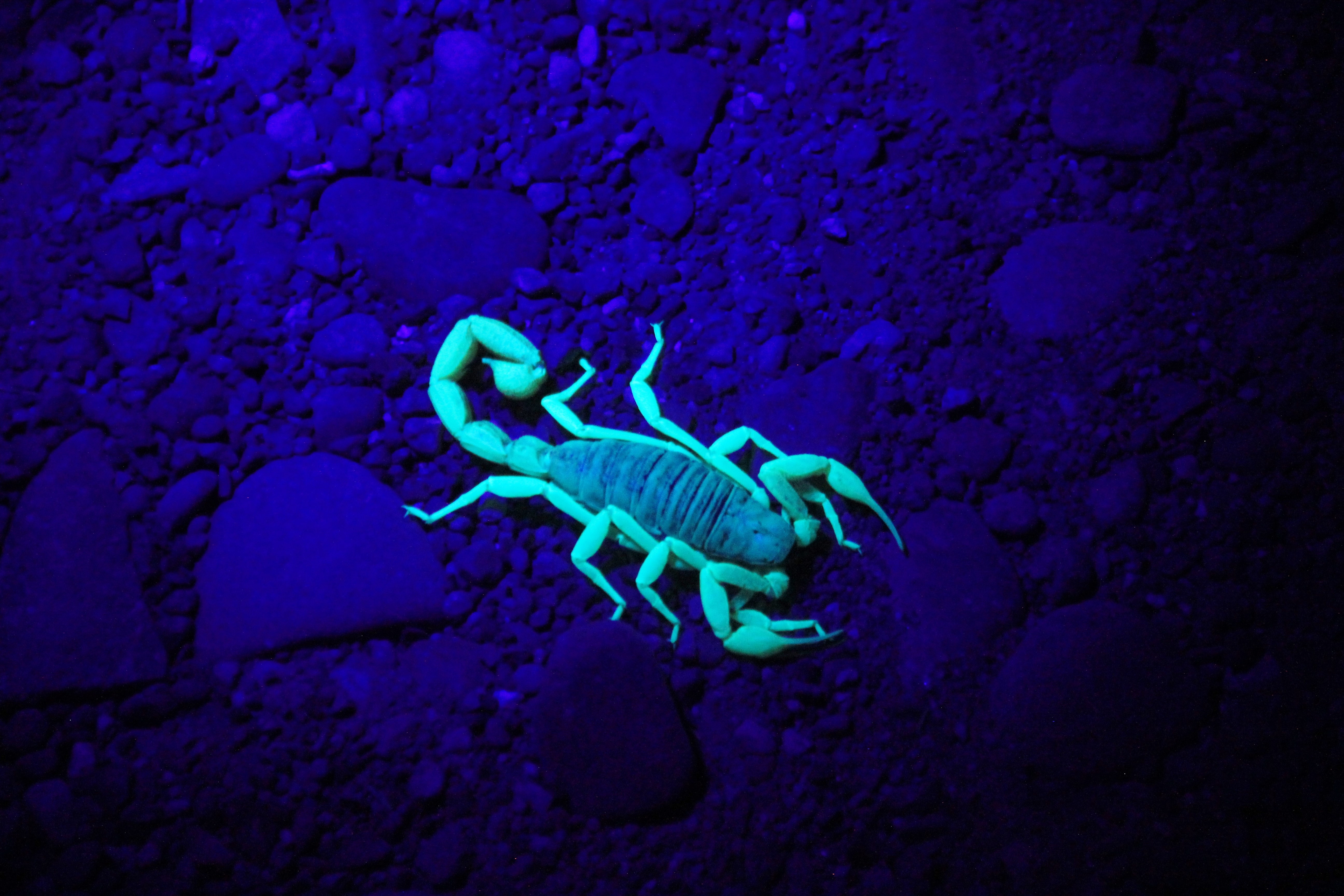 A glowing scorpion. | Source: Unsplash
