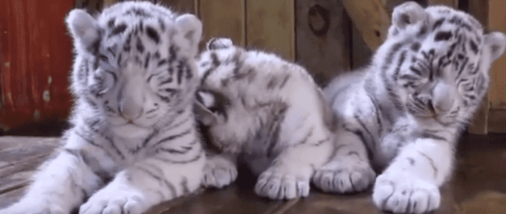 Cachorros De Tigre Blanco Lo Intentan Pero No Pueden Quedarse Despiertos En Adorable Presentacion
