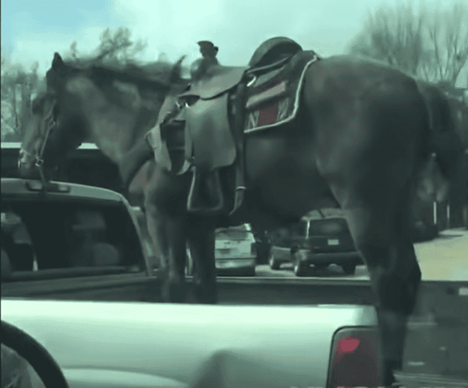 Horse being transported on the bed of a truch | Photo: Facebook/Ami Parbs