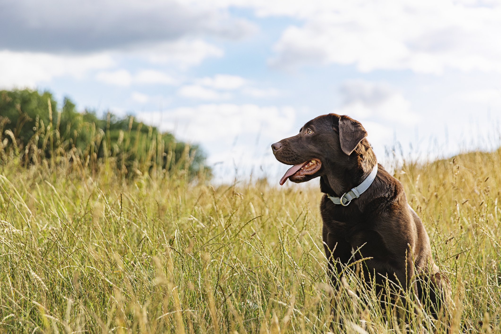 Porträt eines Labradors auf dem Land I Quelle: Getty Images