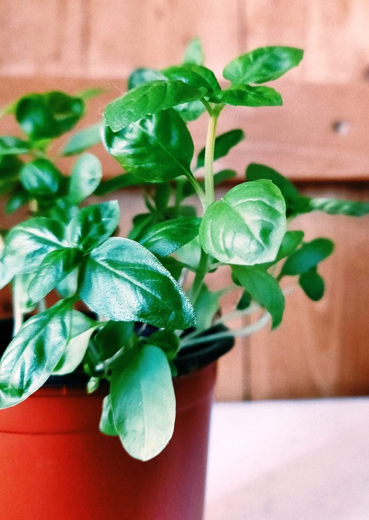 Du basilic en pot | photo : Pexels