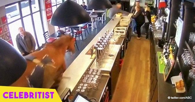 Race horse charges into sports bar forcing customers to flee in panic