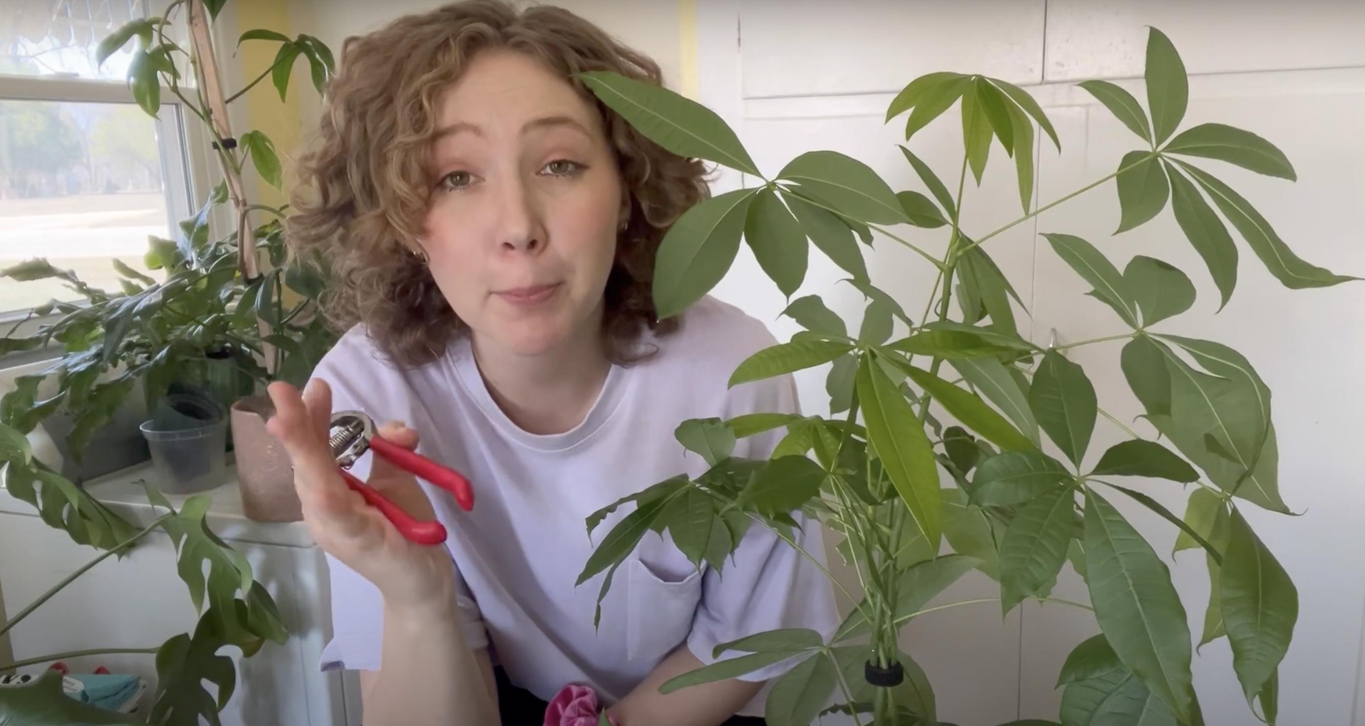 A woman preparing to prune her money tree | Source: YouTube/Renata's Garden