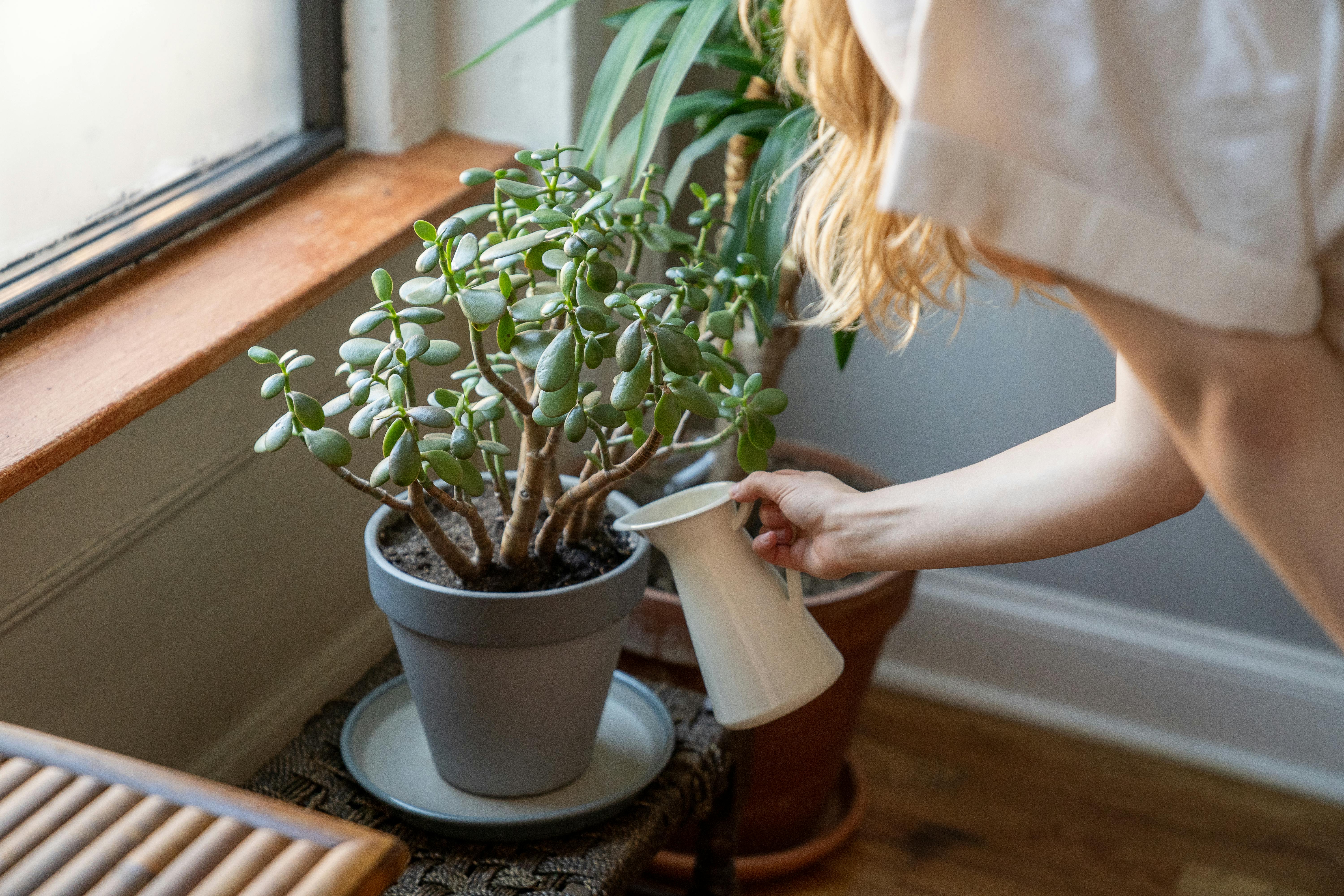 A woman watering a plant | Source: Pexels