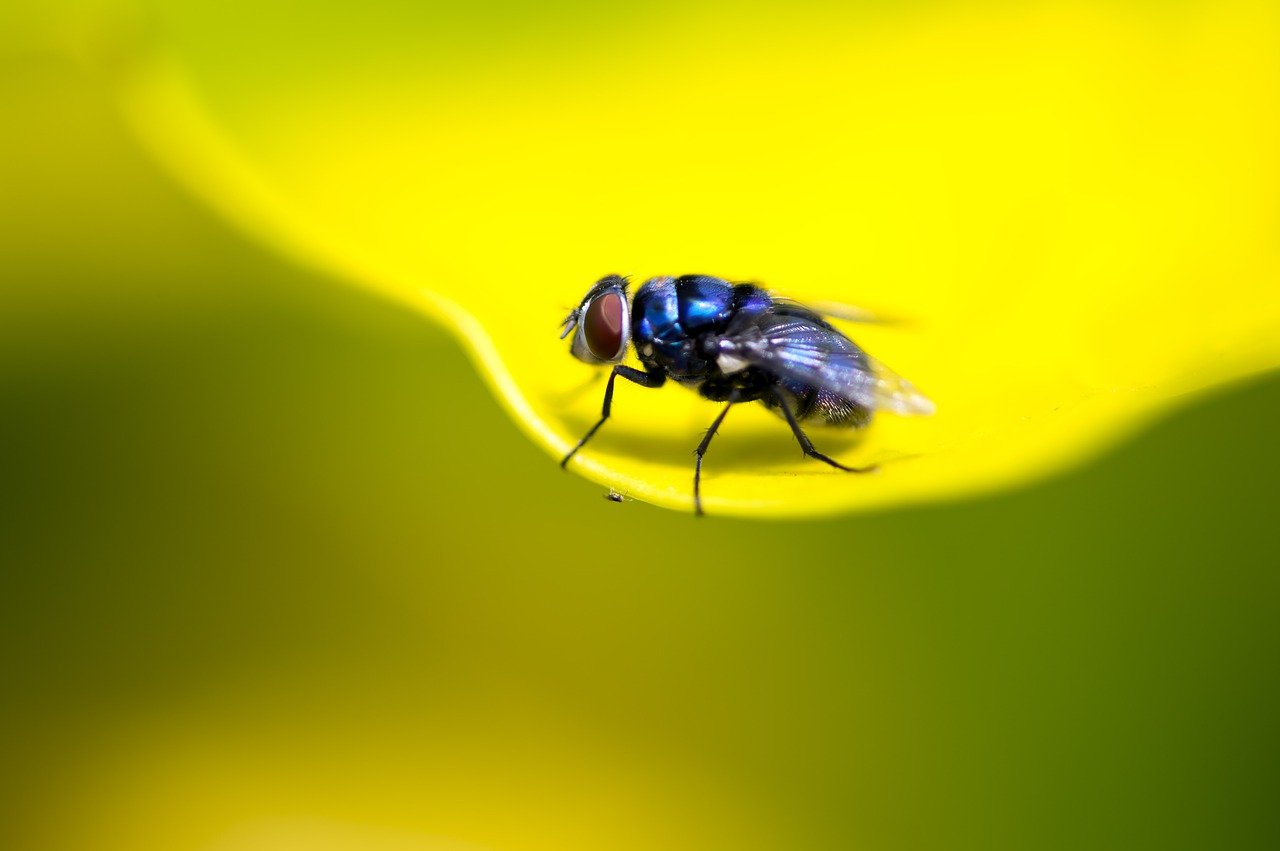 A fly | Photo: Pixabay/Reinout_Dujardin