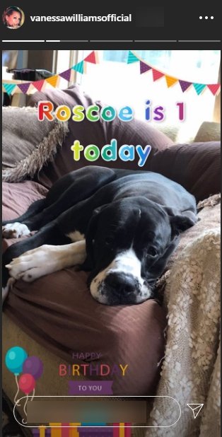 Vanessa William's dog, Roscoe, lounges on a couch on his first birthday | Source: Instagram.com/vanessawilliamsofficial
