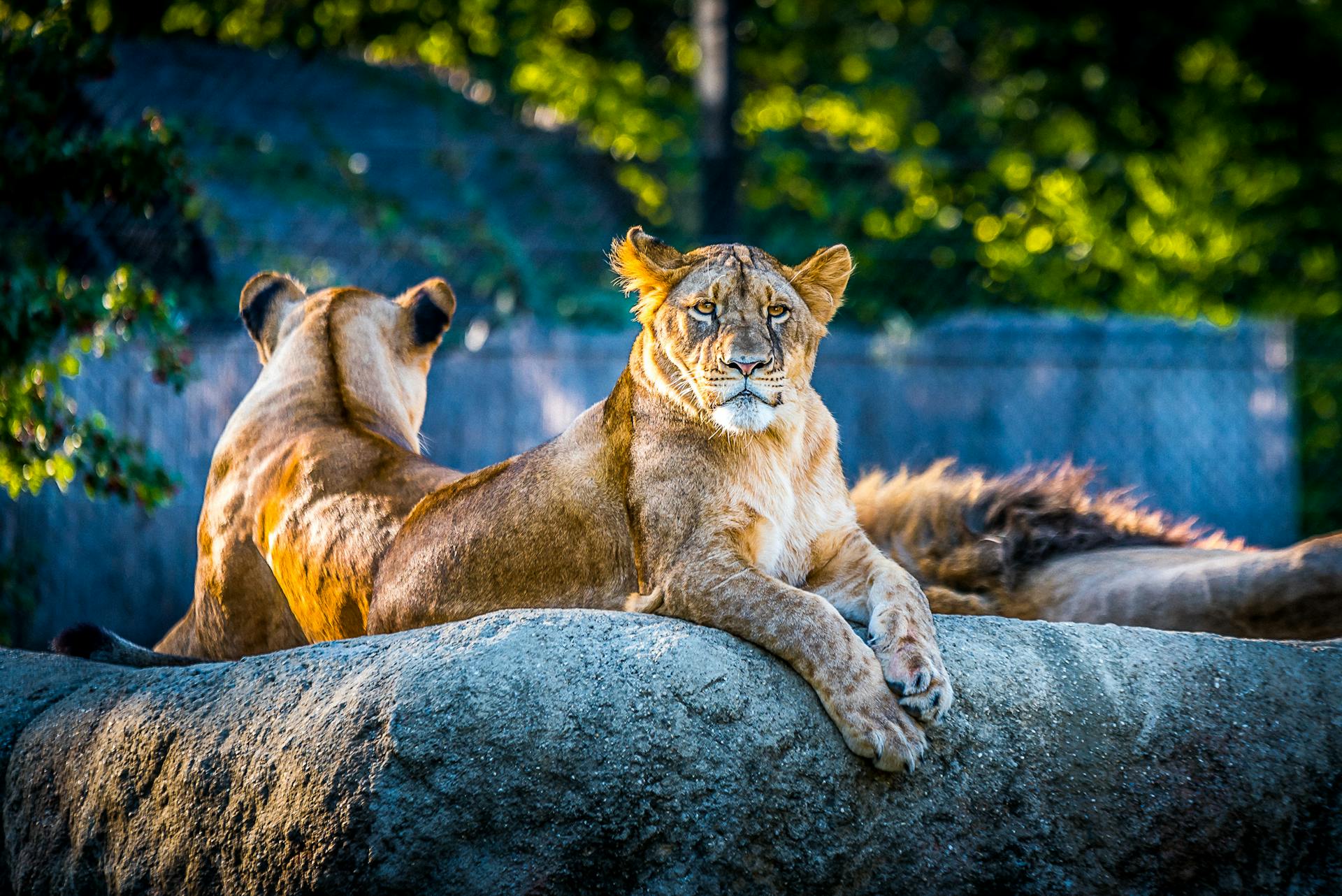 Lions sitting on a rock | Source: Pexels