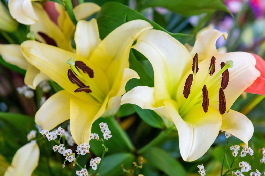 Detail der gelben Lilienblume Teil eines Arrangements in der Lobby oder Rezeption des "Las Dunas" Hotels in Cayo Santa Maria | Quelle: Getty Images