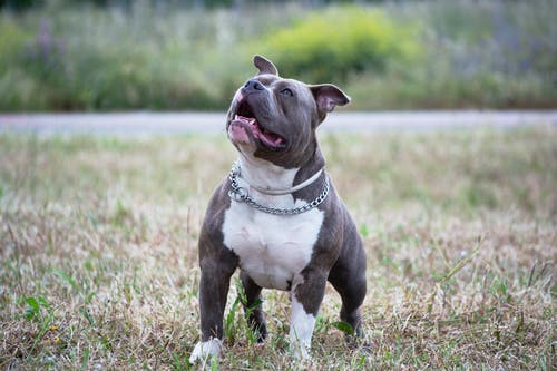 A pit bull dog outdoor. | Photo: Pexel