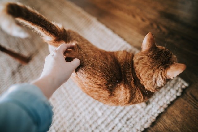 Person hand on a cat | Source: Unsplash