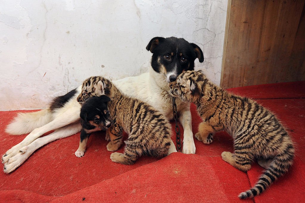Two tiger cubs cuddle with their "mother" dog and a puppy after feeding on her milk in eastern China's Anhui province on July 16, 2009 | Photo: Getty Images