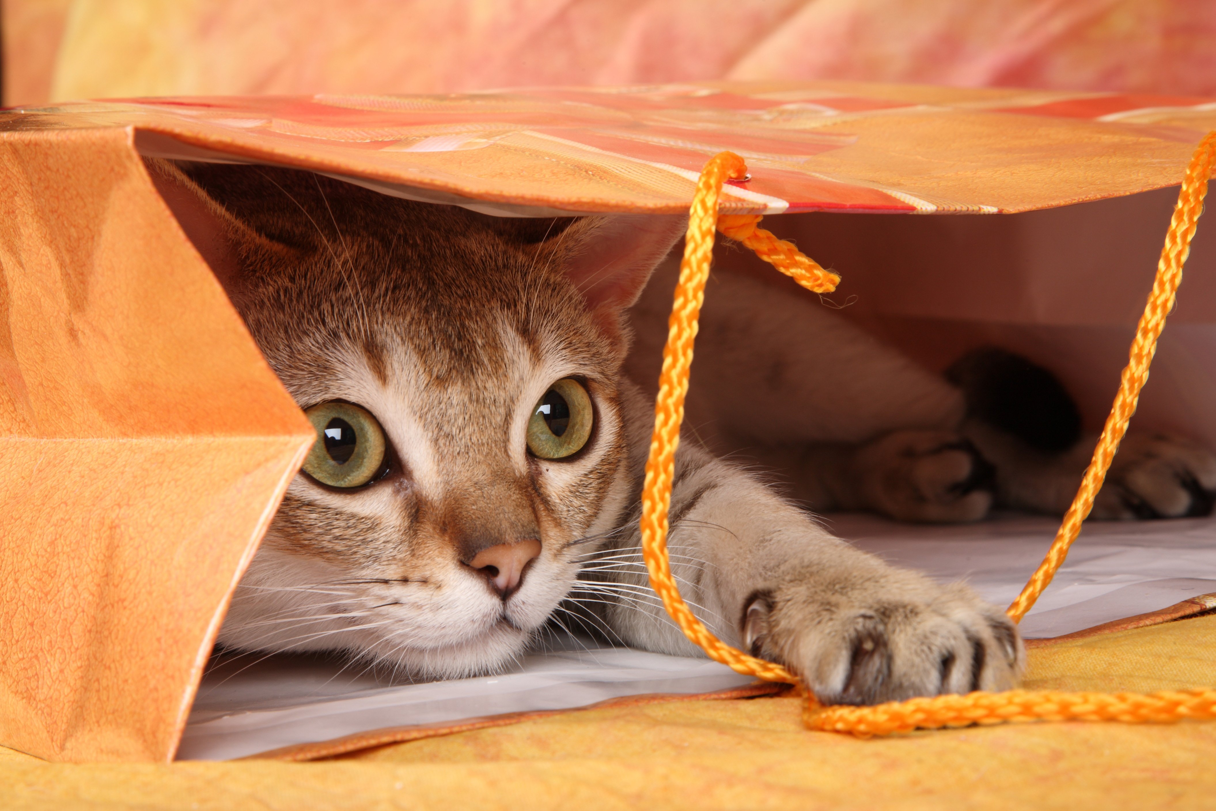 Cat sit in gift bap | Photo: Shutterstock