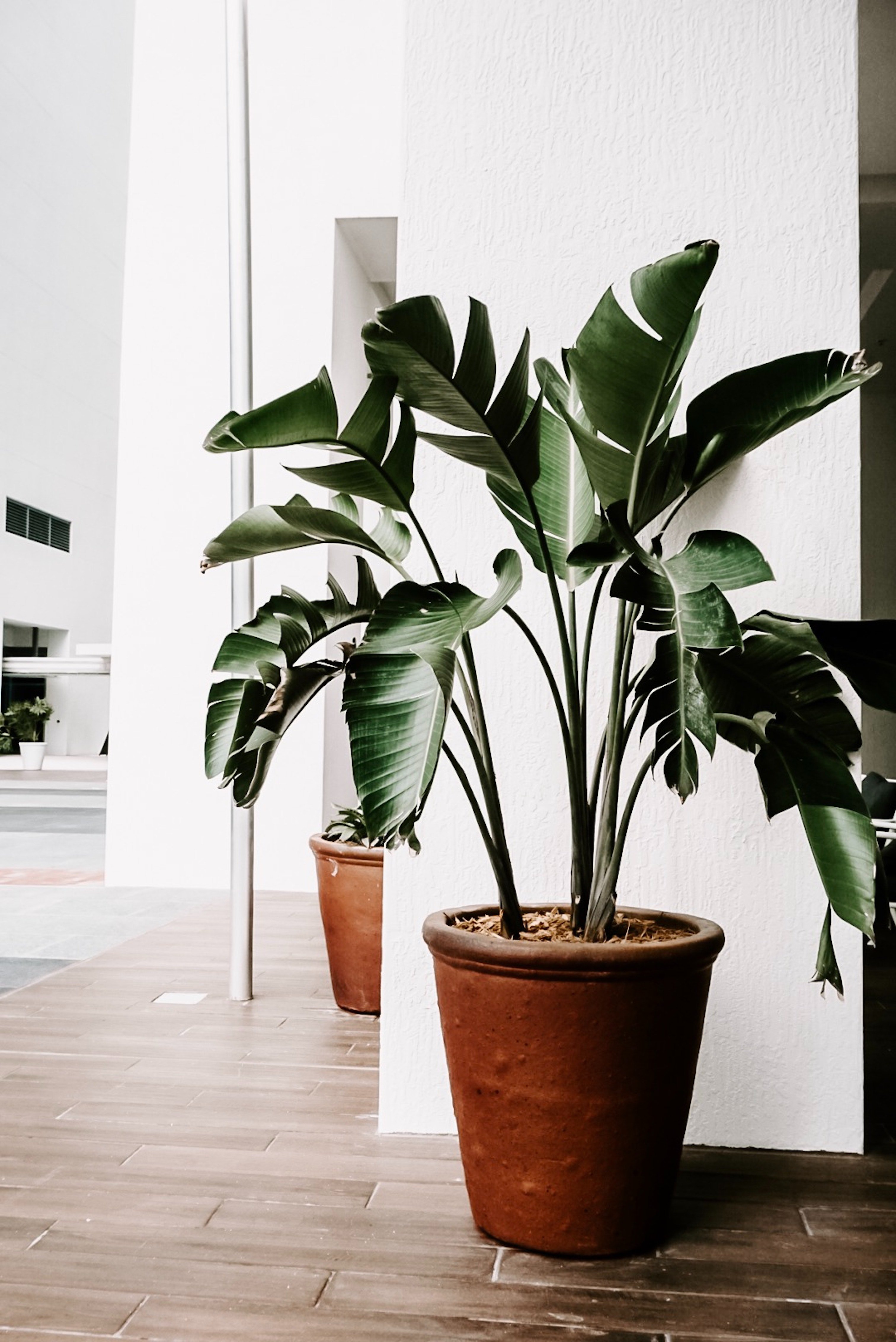 Plante d’intérieur verte. | Photo : Pexel