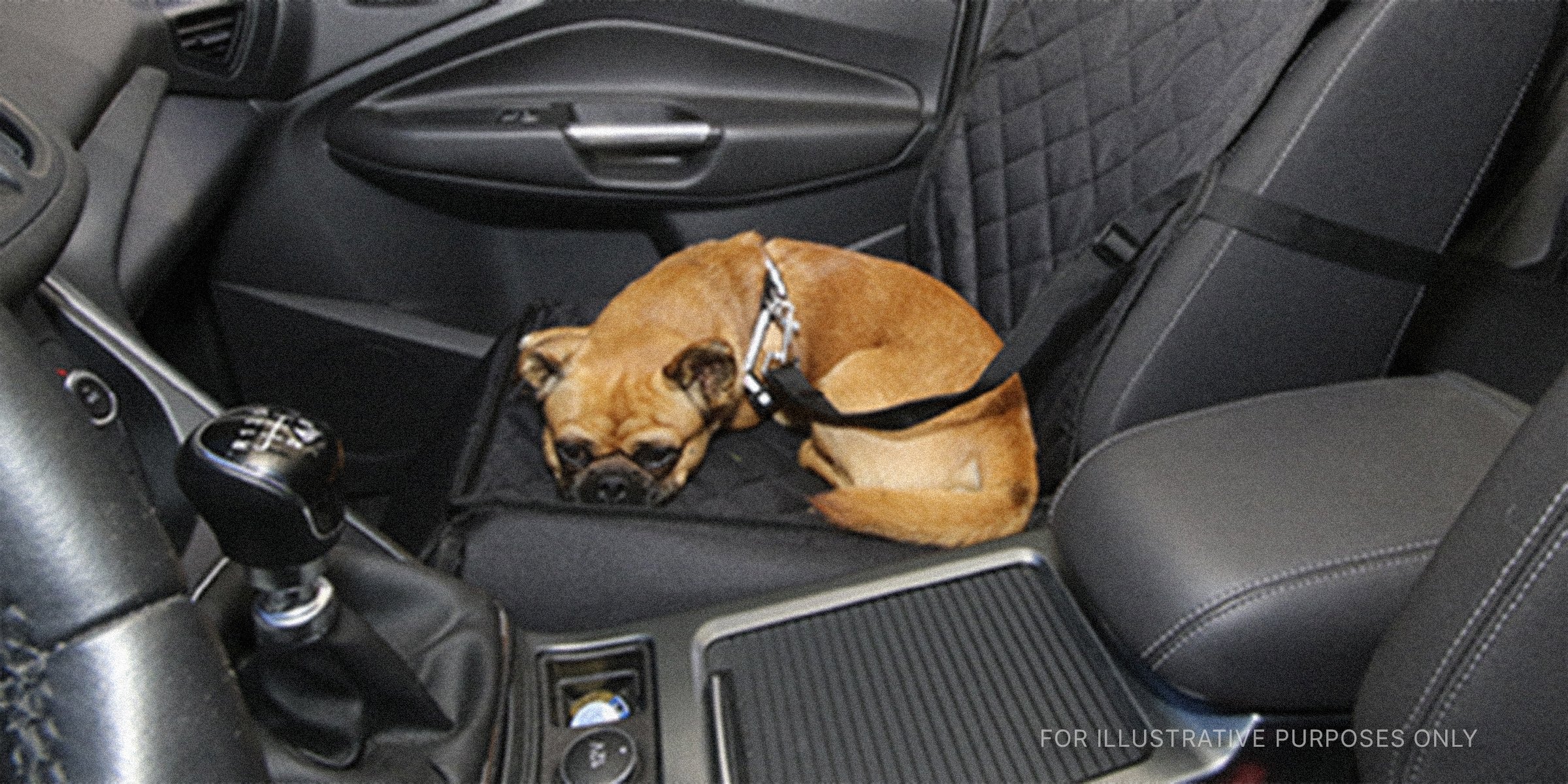 A dog sitting in a car | Source: Flickr/Seattle Parks & Recreation (CC BY 2.0)