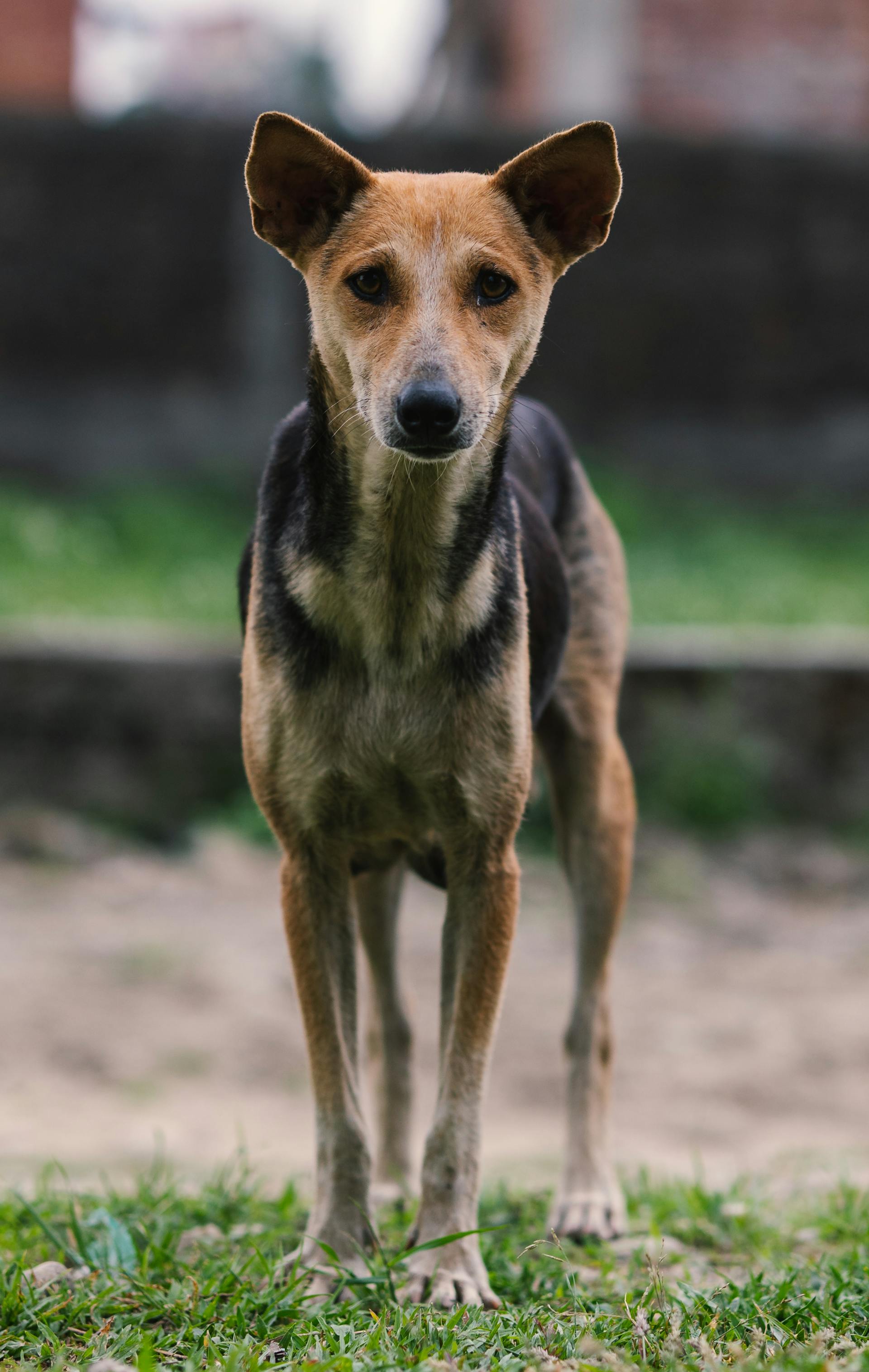 A scrappy little dog outdoors | Source: Pexels