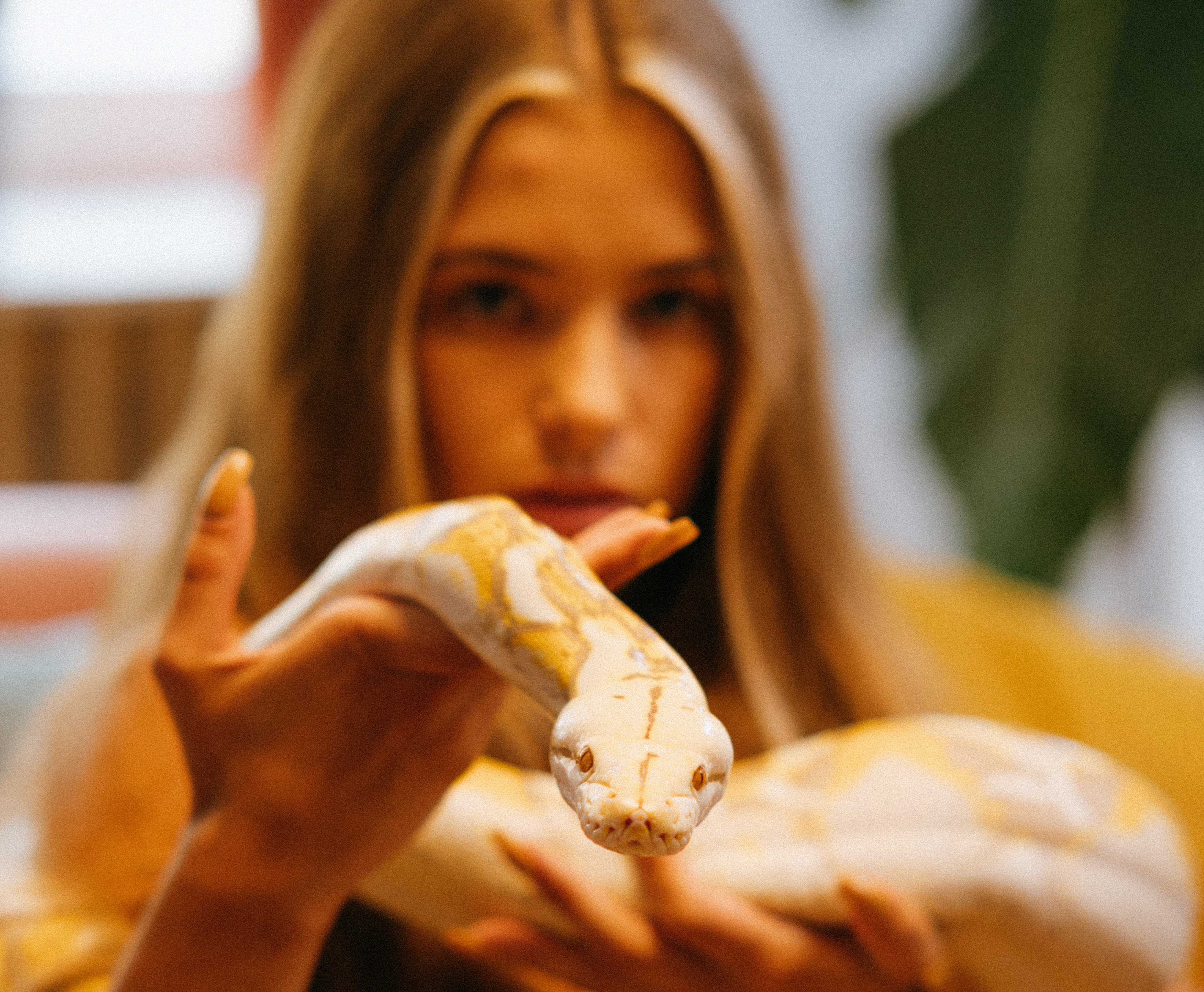 Since OP loved snakes, his girlfriend planned to surprise him with a picture of her holding a Kenyan sand boa. | Source: Pexels 