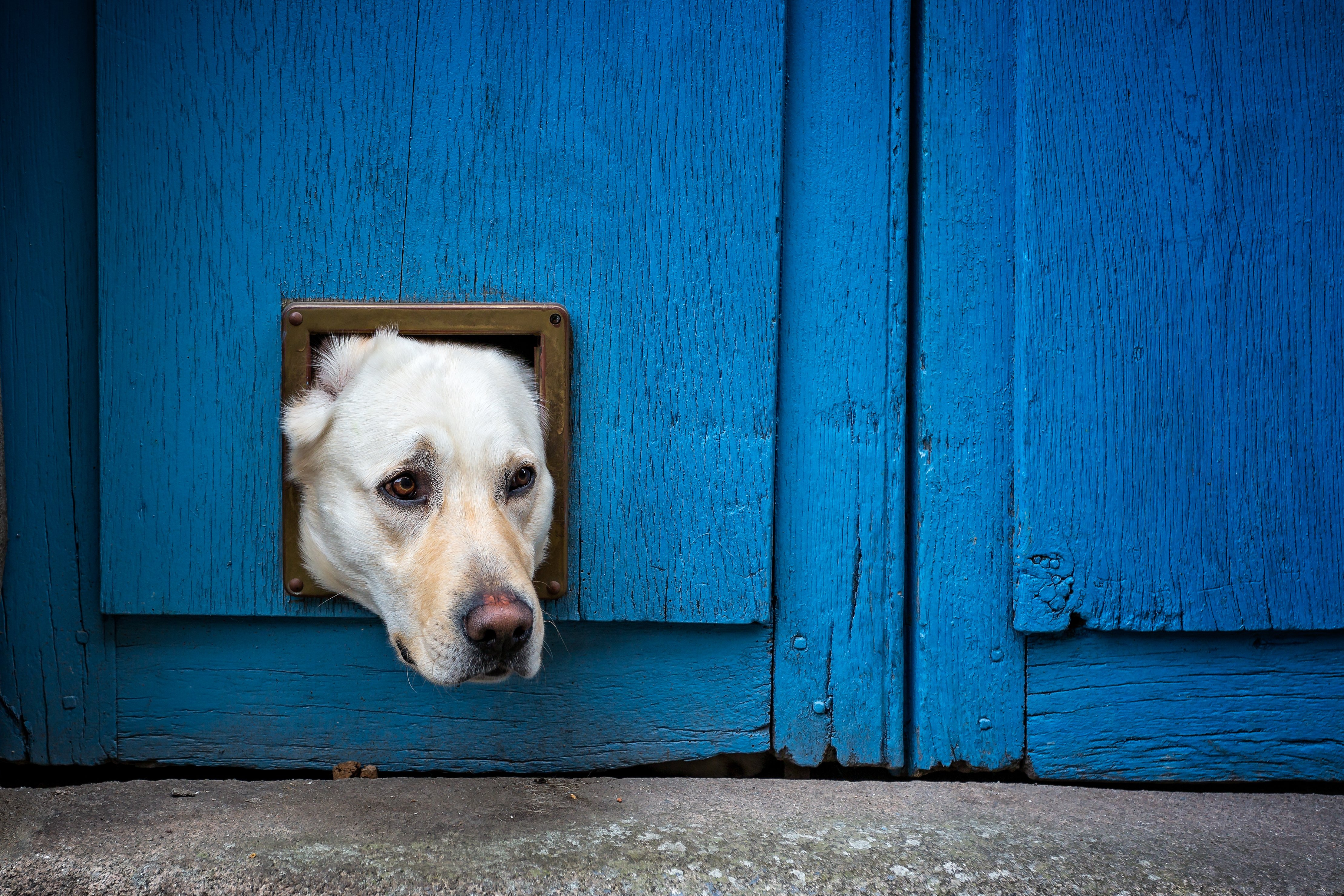 The head of a Labrador sticks out through a doggy door | Photo: Shutterstock/Nigel Jarvis