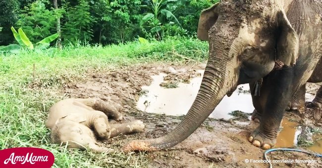 Mother elephant seen sweetly checking on her sleeping baby