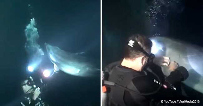 Dolphin asks diver for help (video)