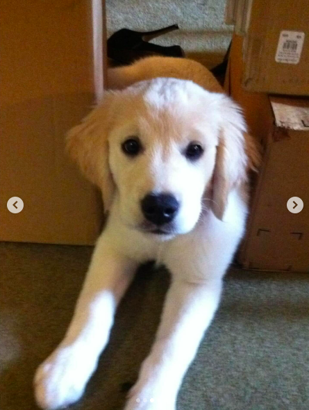 Gary as a puppy, laying in between cardboard boxes while looking at the camera. | Source: Instagram/jimmyfallon
