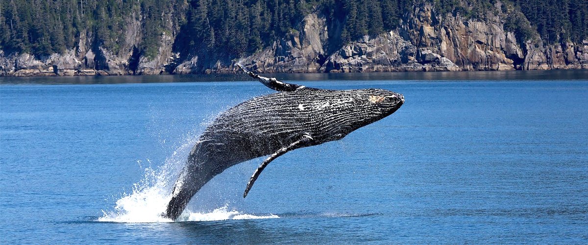Ballena saltando fuera del agua cerca de una montaña. | Foto: Pixabay